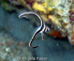 juvenile drum fish by Angela Faber 